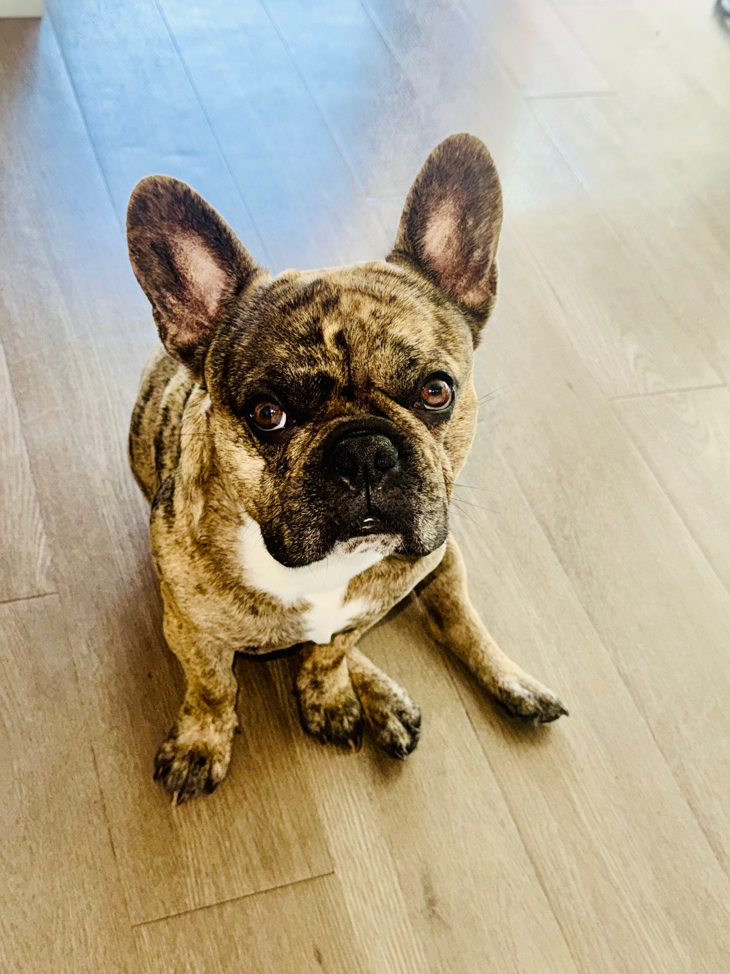 Dog & House Sitting