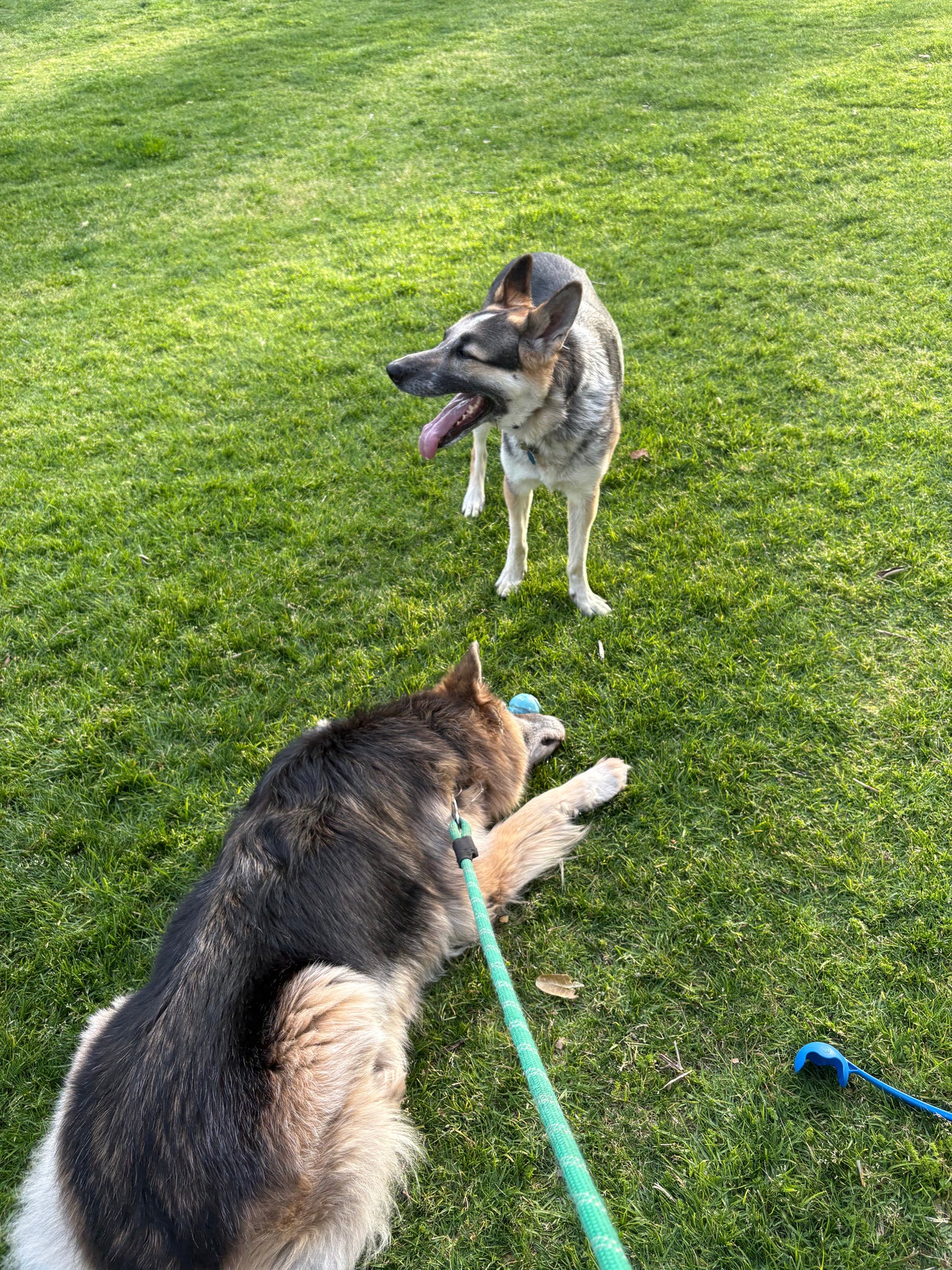 Dog Walking 2 HR
